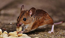 24 Hour & Emergency Exterminators in Cranston, RI
